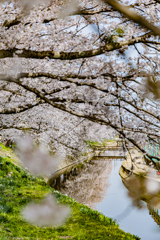 鍋田川提桜並木