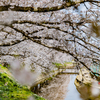 鍋田川提桜並木