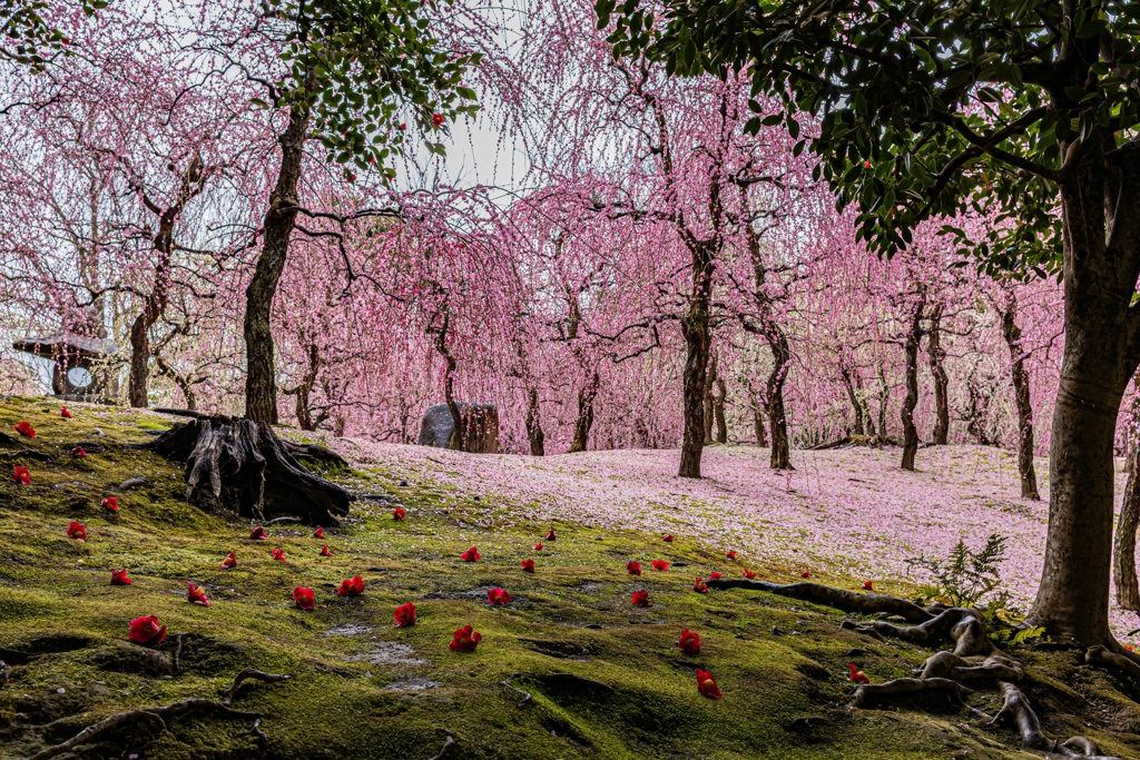 城南宮「しだれ梅と椿まつり」