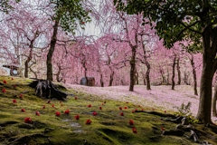 城南宮「しだれ梅と椿まつり」