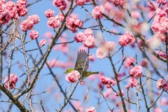羽ばたくウメジロー