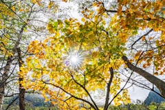 上高地で出会った紅葉