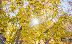 祖父江イチョウ祭り-1