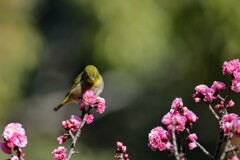 にらみウメジロー