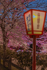 岡崎城公園さくら祭り