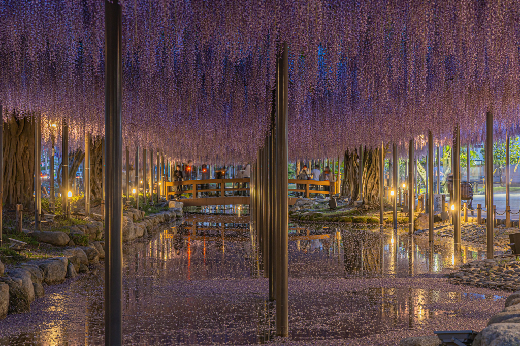 天王川公園「藤まつり」のあと