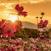 夕日にコスモス