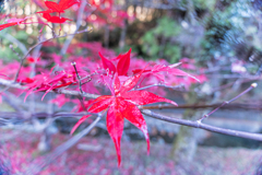 鮮やかなオオモミジ