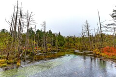 上高地　立ち枯れ木が神秘的な岳沢湿原