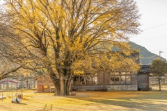 河内の大銀杏-3