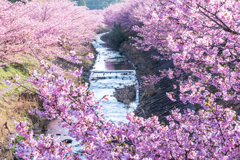 河津桜の流れ