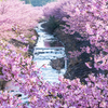 河津桜の流れ
