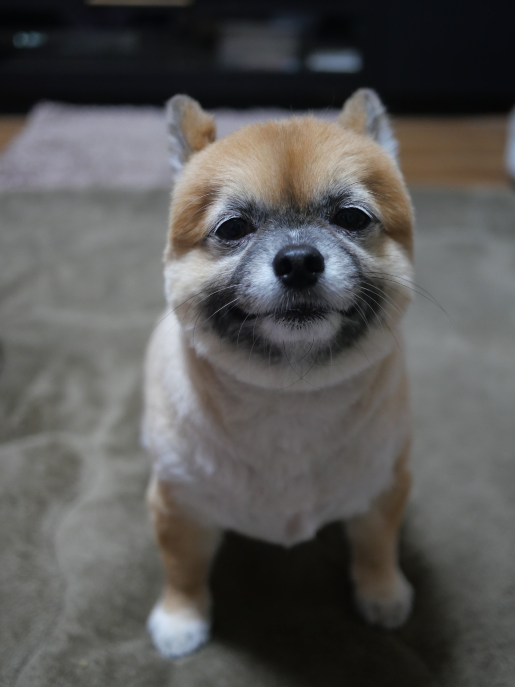 切りすぎたかな？寒そうだねWWW