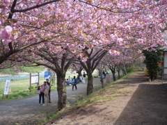 水上は桜満開！
