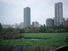 不忍池公園の蓮