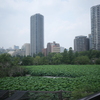 不忍池公園の蓮