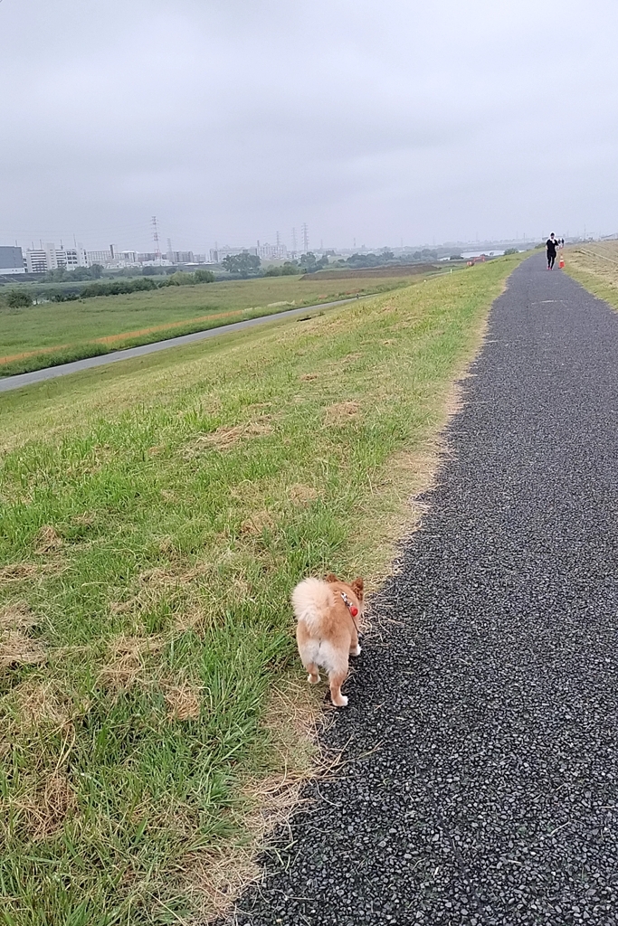 綺麗に草刈りされてました！彼岸花も刈られた？（涙）