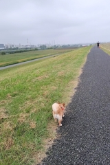 綺麗に草刈りされてました！彼岸花も刈られた？（涙）