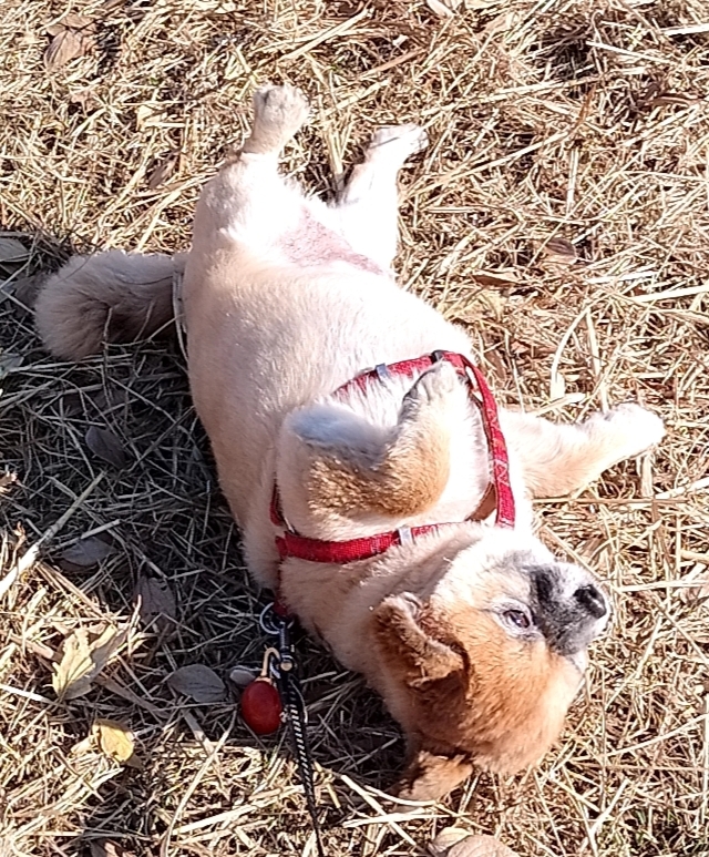 お約束のゴロゴロ