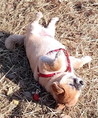 お約束のゴロゴロ