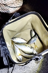 アジ釣れた！