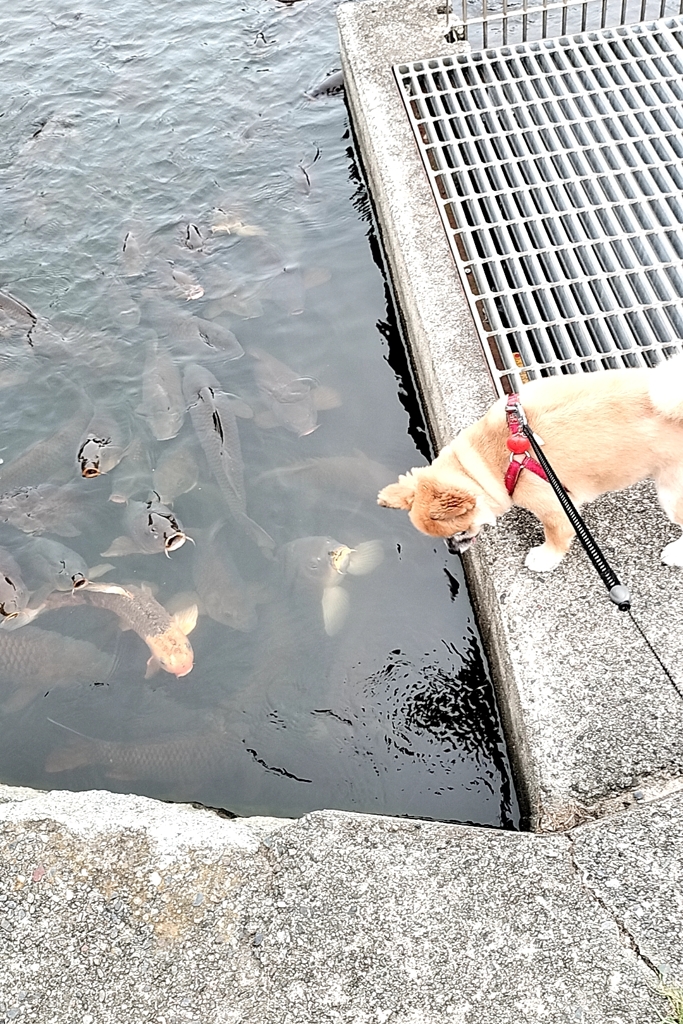 絶対に押さないでね！