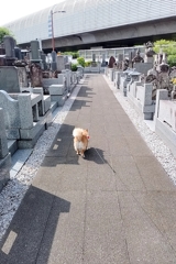 お墓参り