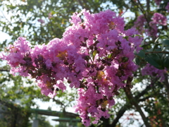 桜？？