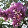 桜？？