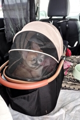 留守番ぽんちゃん