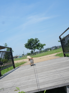 てくてく