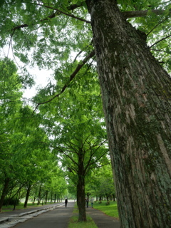 朝は気持ちが良いですな