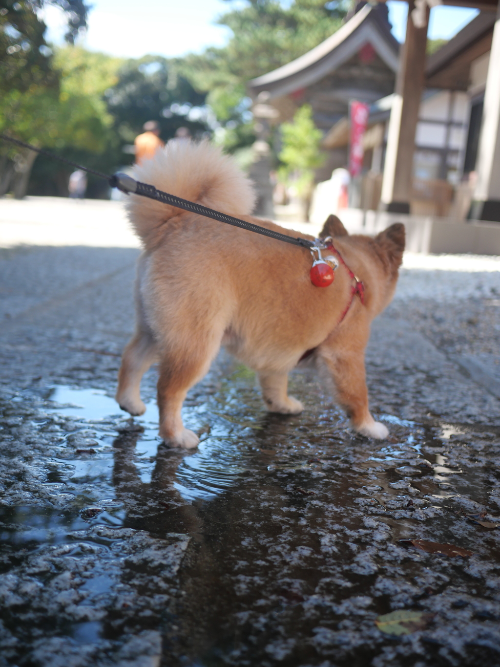 初めて神社にも行ってみた