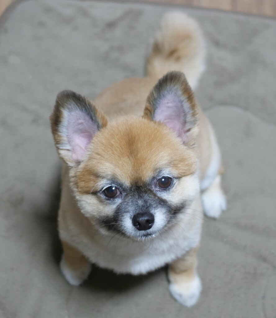 ぽんちゃん、どした？