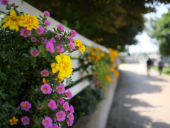 お花