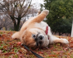 お約束のゴロゴロ。動画がめちゃくちゃ笑える