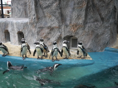 ペンギンは涼しそう