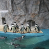 ペンギンは涼しそう