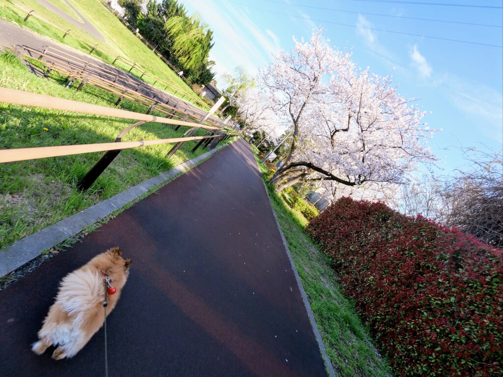 花咲いたね。
