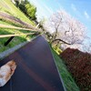 花咲いたね。