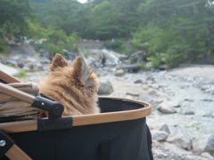 西の河原を見つめる、ぽんちゃん