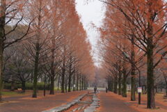 ぽんちゃんのお庭。