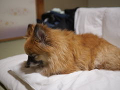 緊張した時の前足舐め