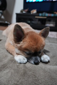 いじけぽんちゃん