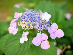 紫陽花