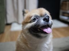 耳隠してもダメです。