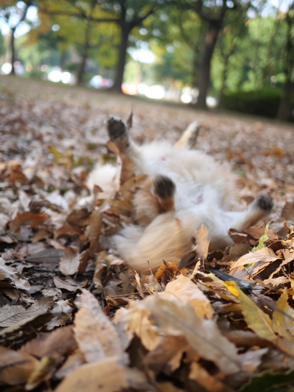 今夜はお風呂確定です。