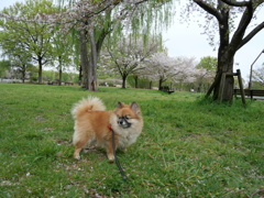 最後の花見かな？