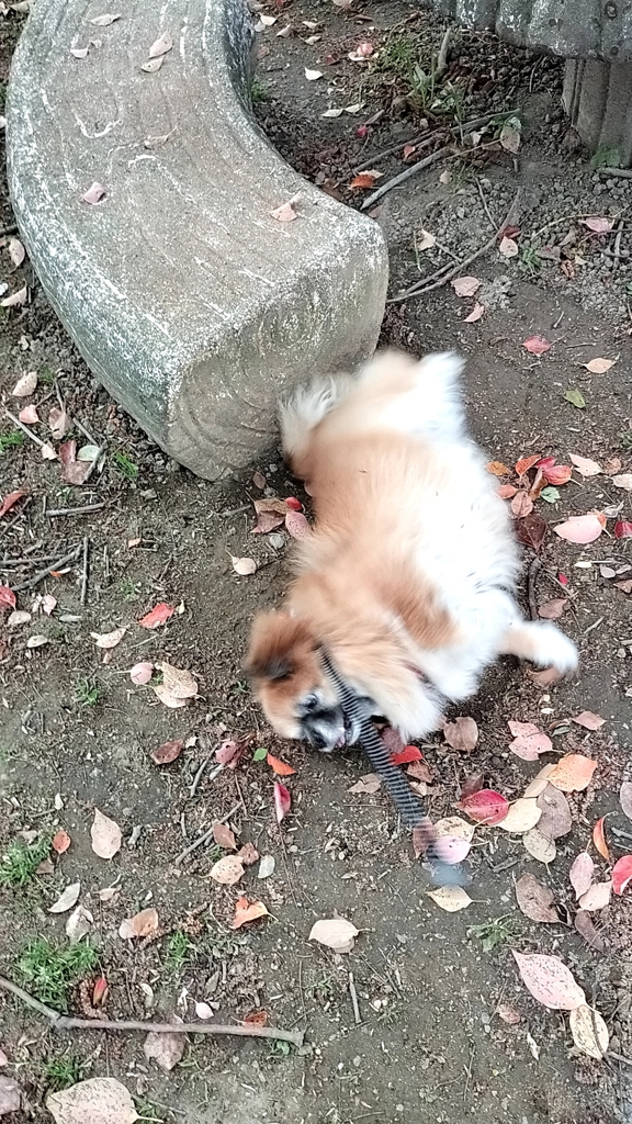 実家でゴロゴロ