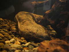 オオサンショウウオ